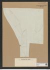 Isthmiella lindigiana (Grun. et Eul.) De-Toni (de-Toni-Nr.: Genus 116, Species 3328) Zeichnungen Sammlung Grunow Nr. 6734 (NHMW-BOT-W0375547)